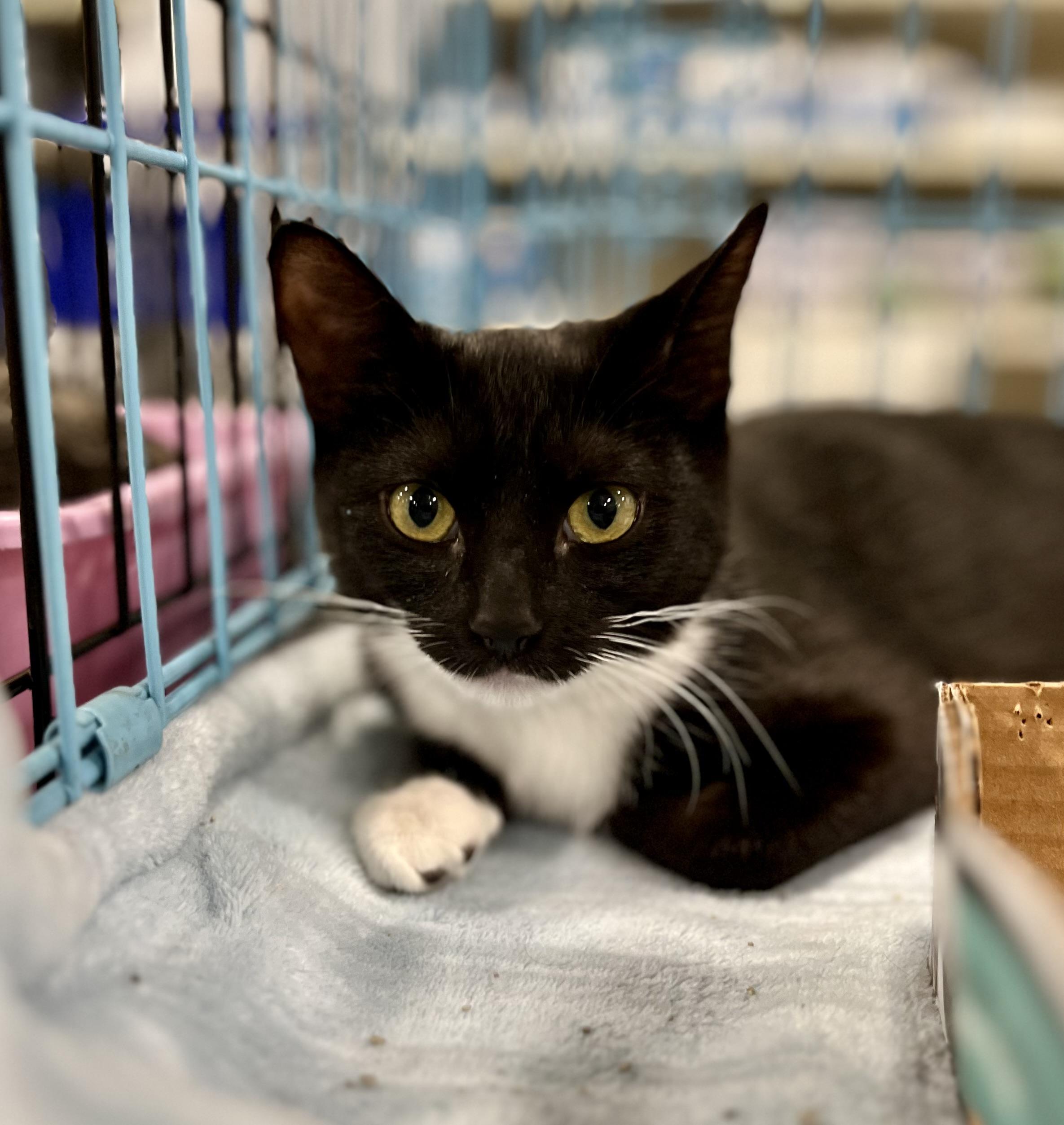 Flo, a Adopted Domestic Short Hair in Las Vegas, NV image 2/3