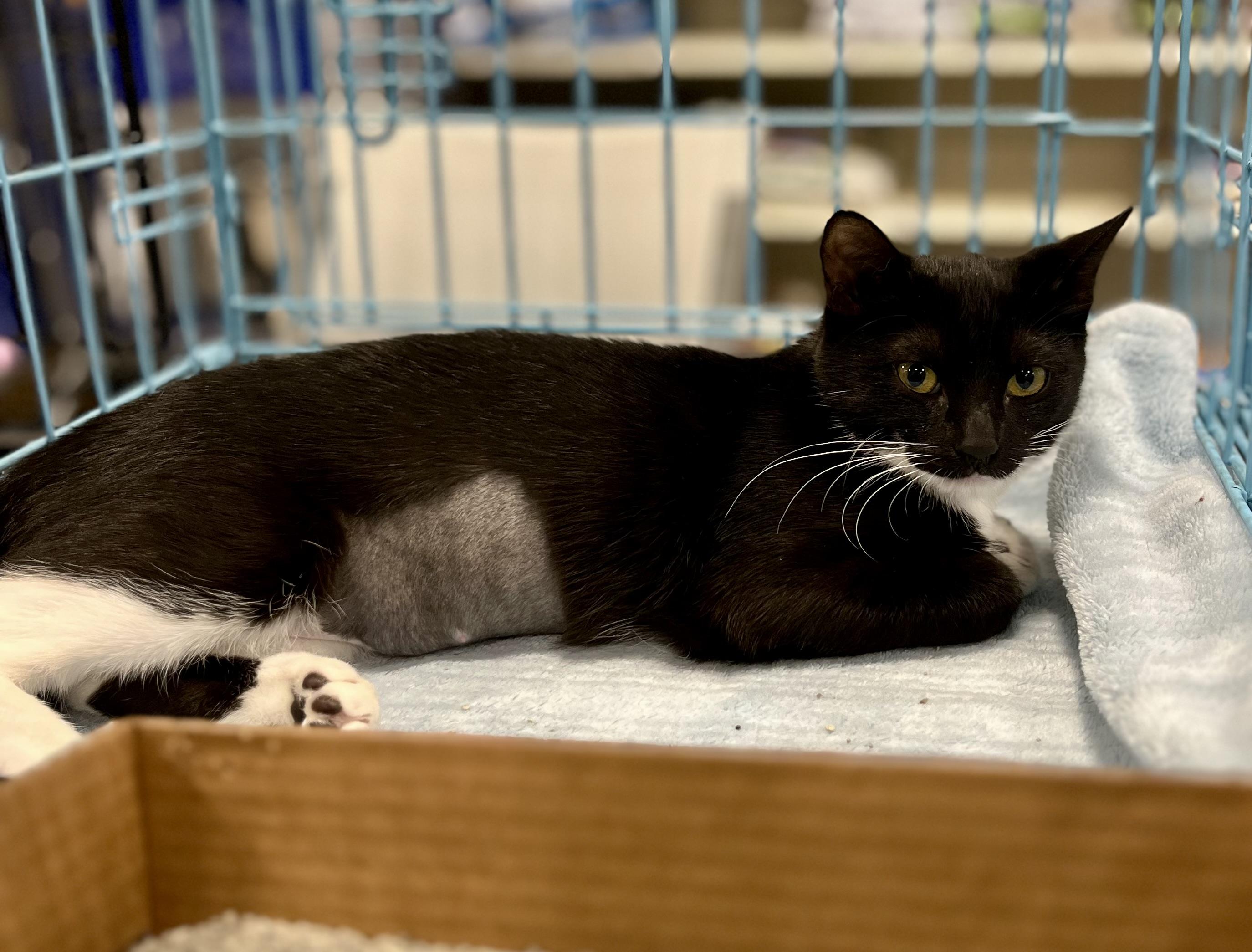 Flo, a Adopted Domestic Short Hair in Las Vegas, NV image 3/3