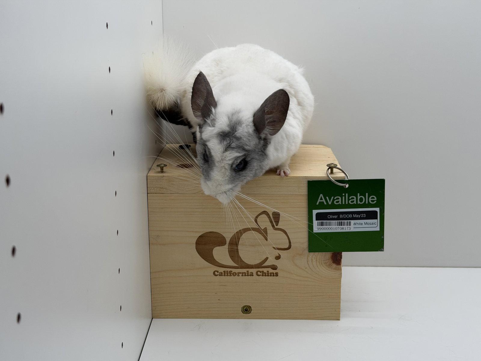 Oliver, Adoptable, Adult Male Chinchilla.