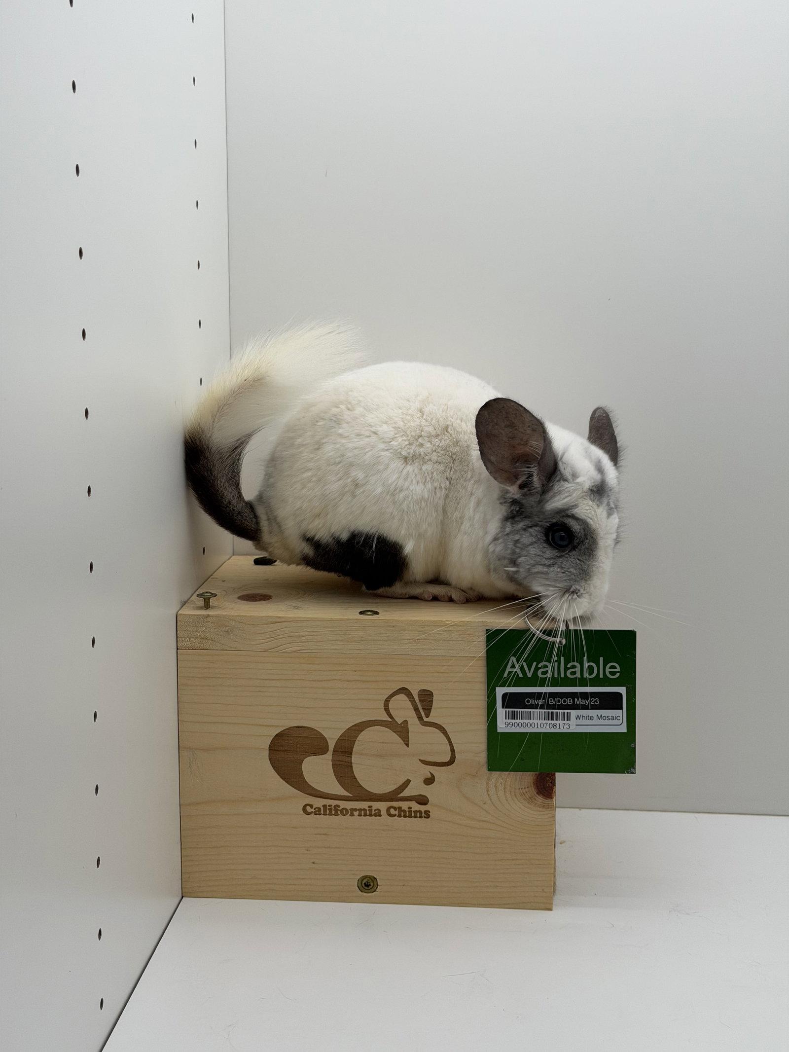Oliver, a Adoptable Chinchilla in Sunnyvale, CA image 2/3