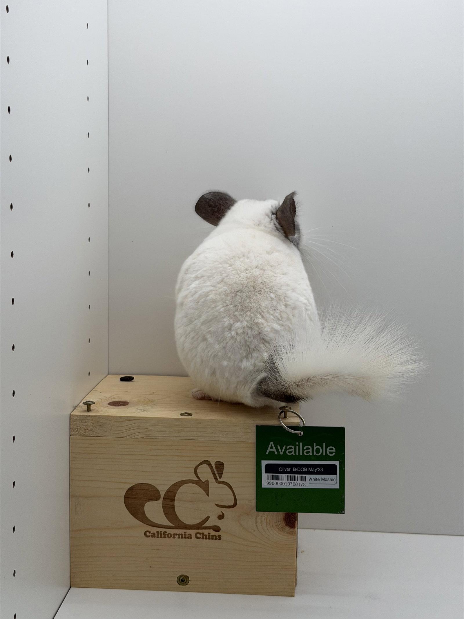 Oliver, a Adoptable Chinchilla in Sunnyvale, CA image 3/3