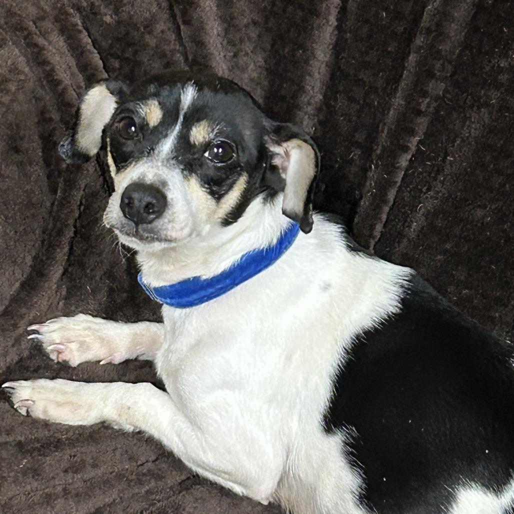 Bonita, Adoptable, Adult Female Chihuahua.