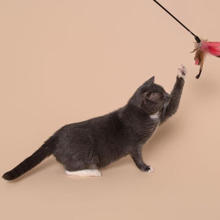 Enlarge Max, a Adoptable Domestic Short Hair in Milan, IL image 2/6