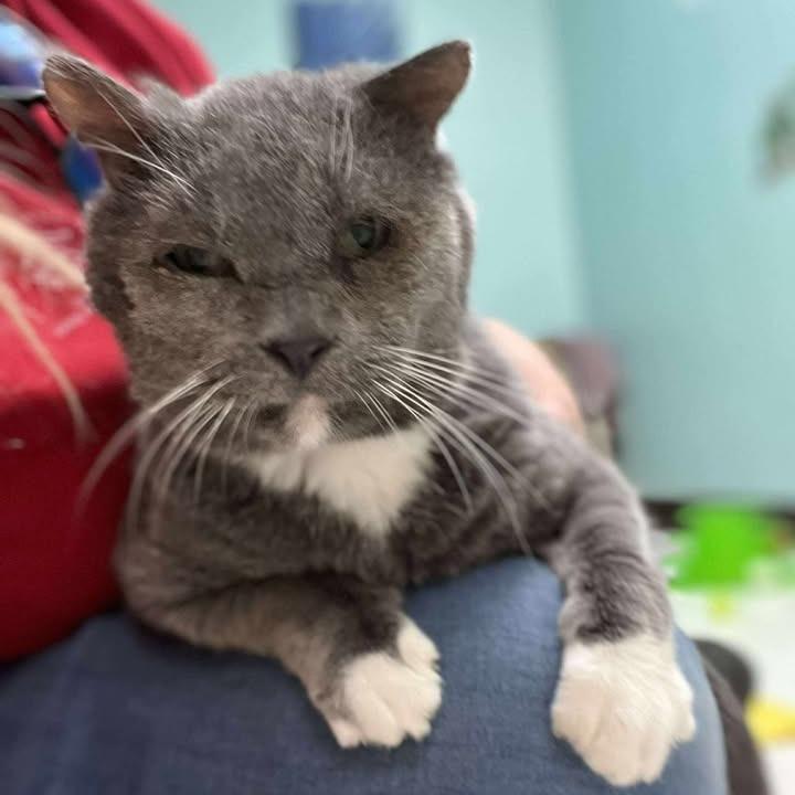 Enlarge Max, a Adoptable Domestic Short Hair in Milan, IL image 3/6