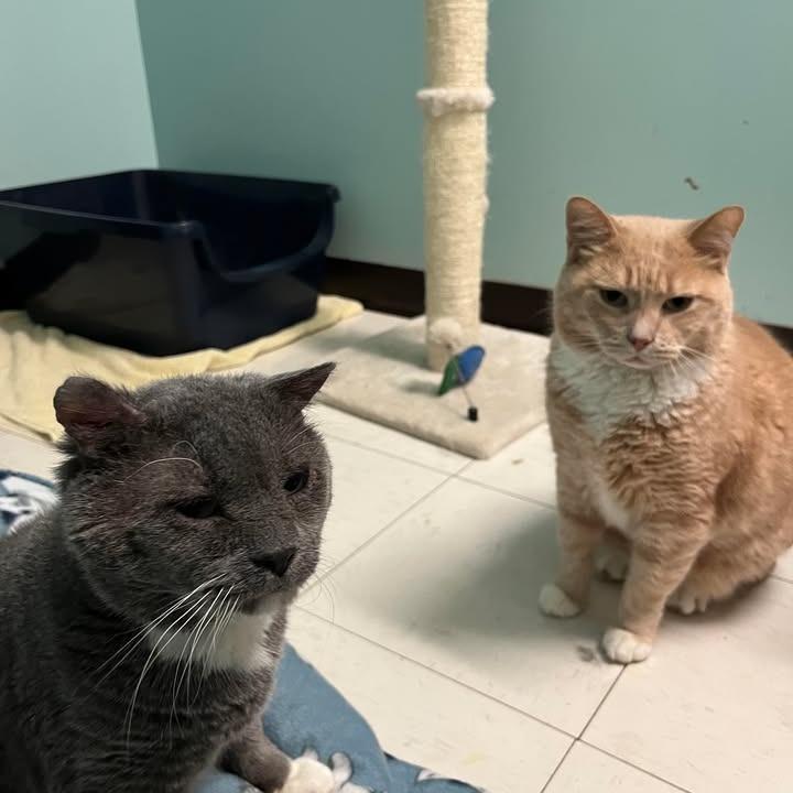 Enlarge Max, a Adoptable Domestic Short Hair in Milan, IL image 4/6