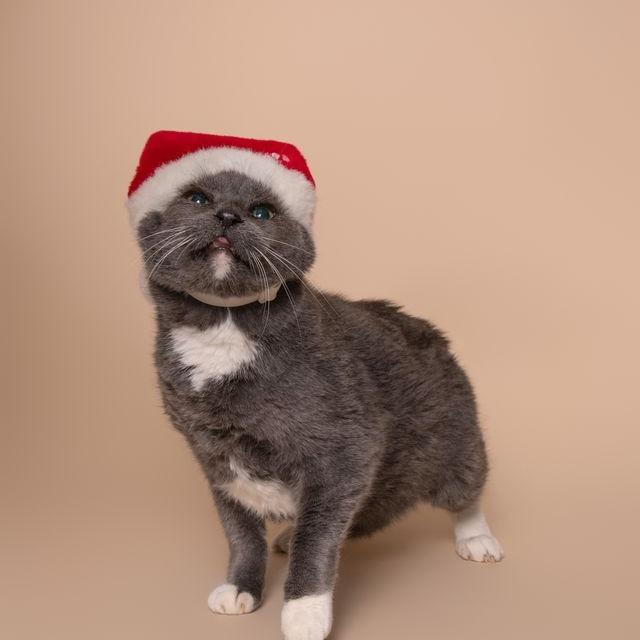 Enlarge Max, a Adoptable Domestic Short Hair in Milan, IL image 5/6