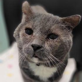 Enlarge Max, a Adoptable Domestic Short Hair in Milan, IL image 6/6