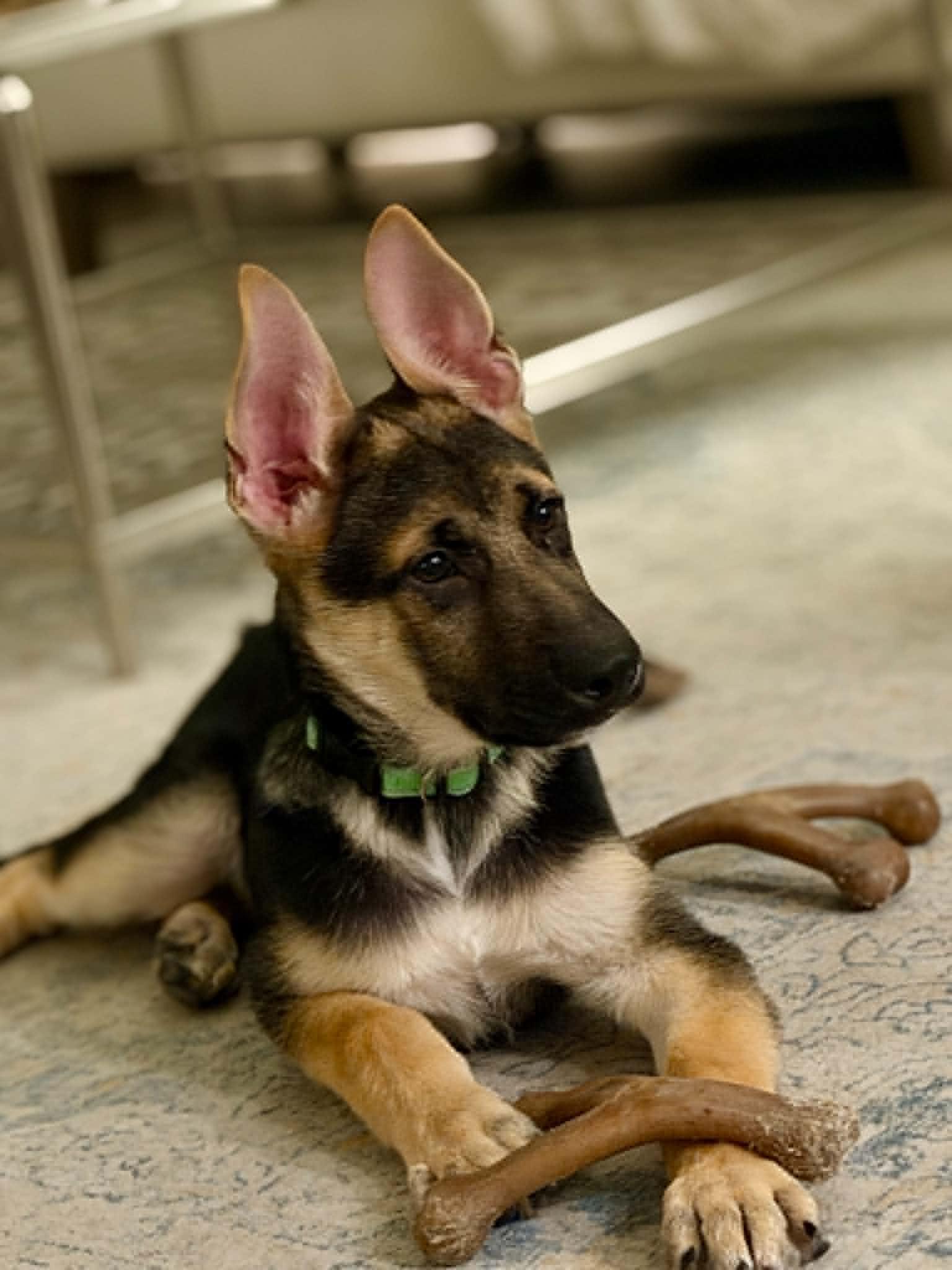 Chase, Adoptable, Puppy Male German Shepherd Dog.