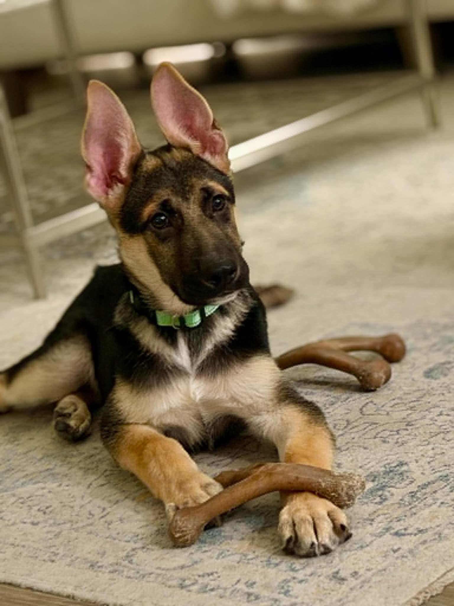Enlarge Chase, a Adoptable German Shepherd Dog in Palm Harbor, FL image 2/2