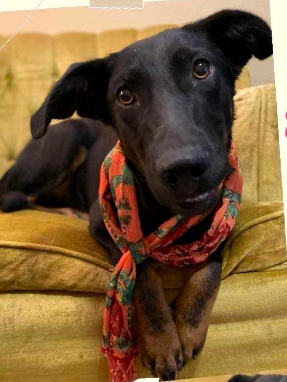 Harleigh, an adoptable Black Labrador Retriever, Hound in Jonesboro, AR, 72404 | Photo Image 1