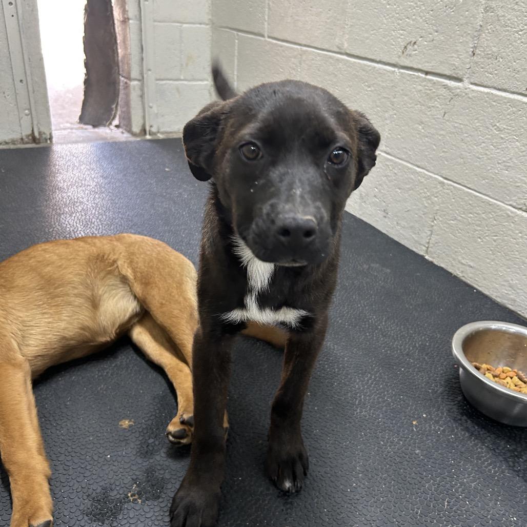 Enlarge Dolly, a Adoptable mixed breed in Madisonville, KY image 1/1