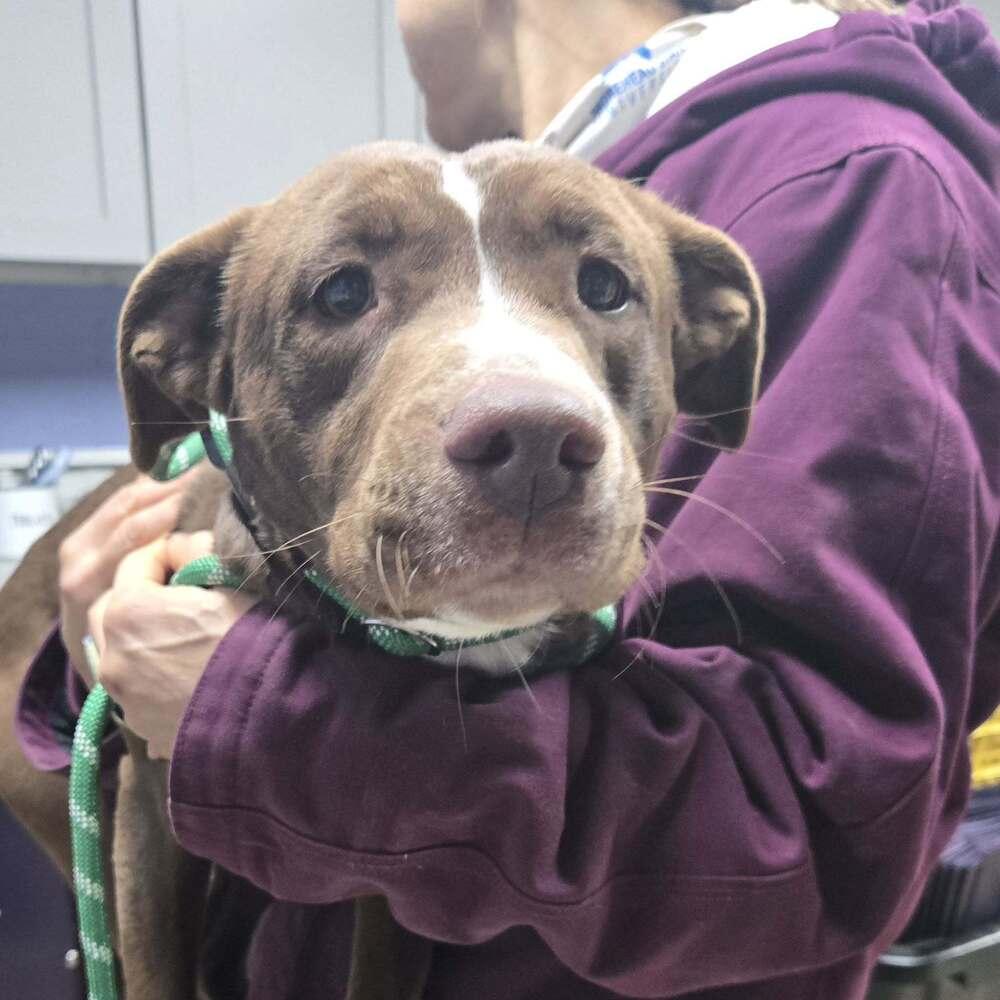 Cassidy, Adoptable, Young Female Pit Bull Terrier.