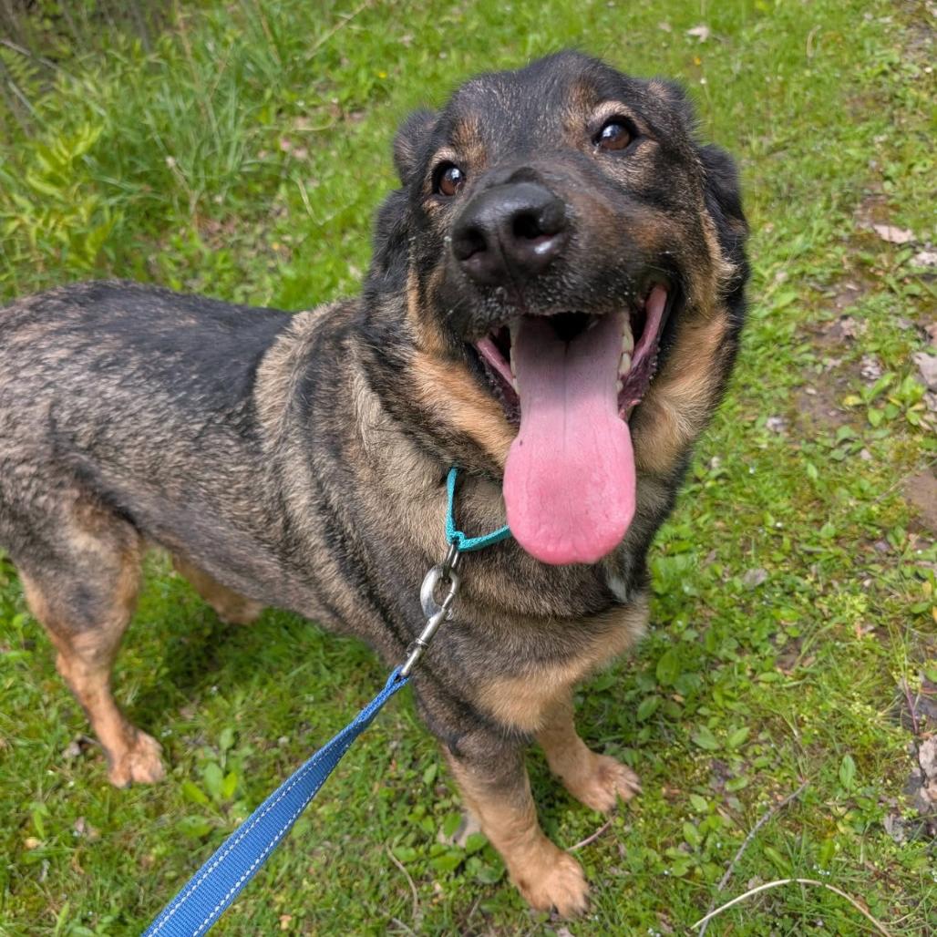 Gunther, a Adoptable Mixed Breed in Greenville, PA image 1/5