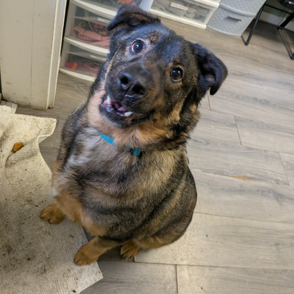 Gunther, a Adoptable Mixed Breed in Greenville, PA image 2/5