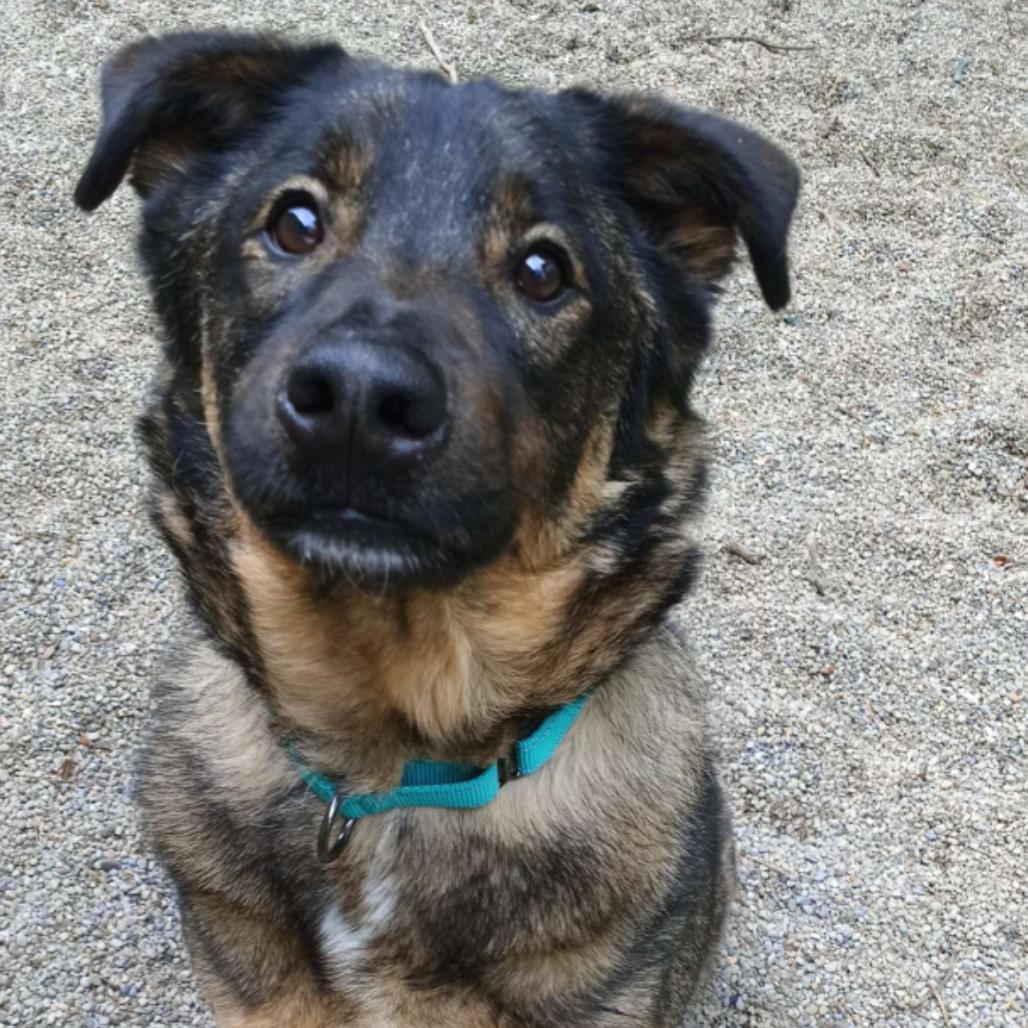 Gunther, a Adoptable Mixed Breed in Greenville, PA image 3/5