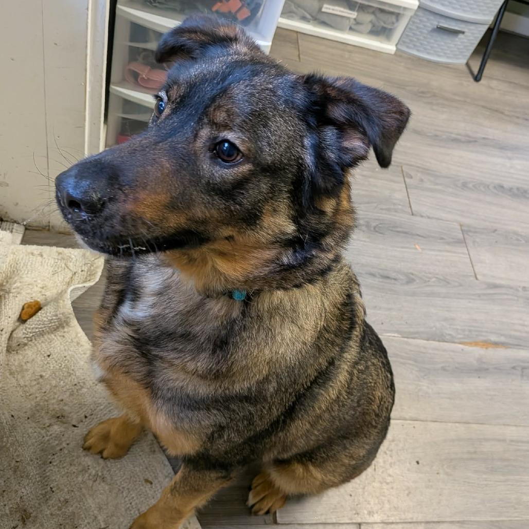 Gunther, a Adoptable Mixed Breed in Greenville, PA image 4/5
