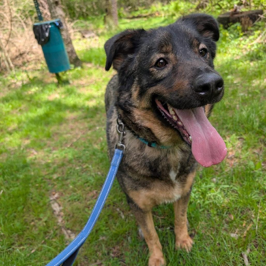 Gunther, a Adoptable Mixed Breed in Greenville, PA image 5/5