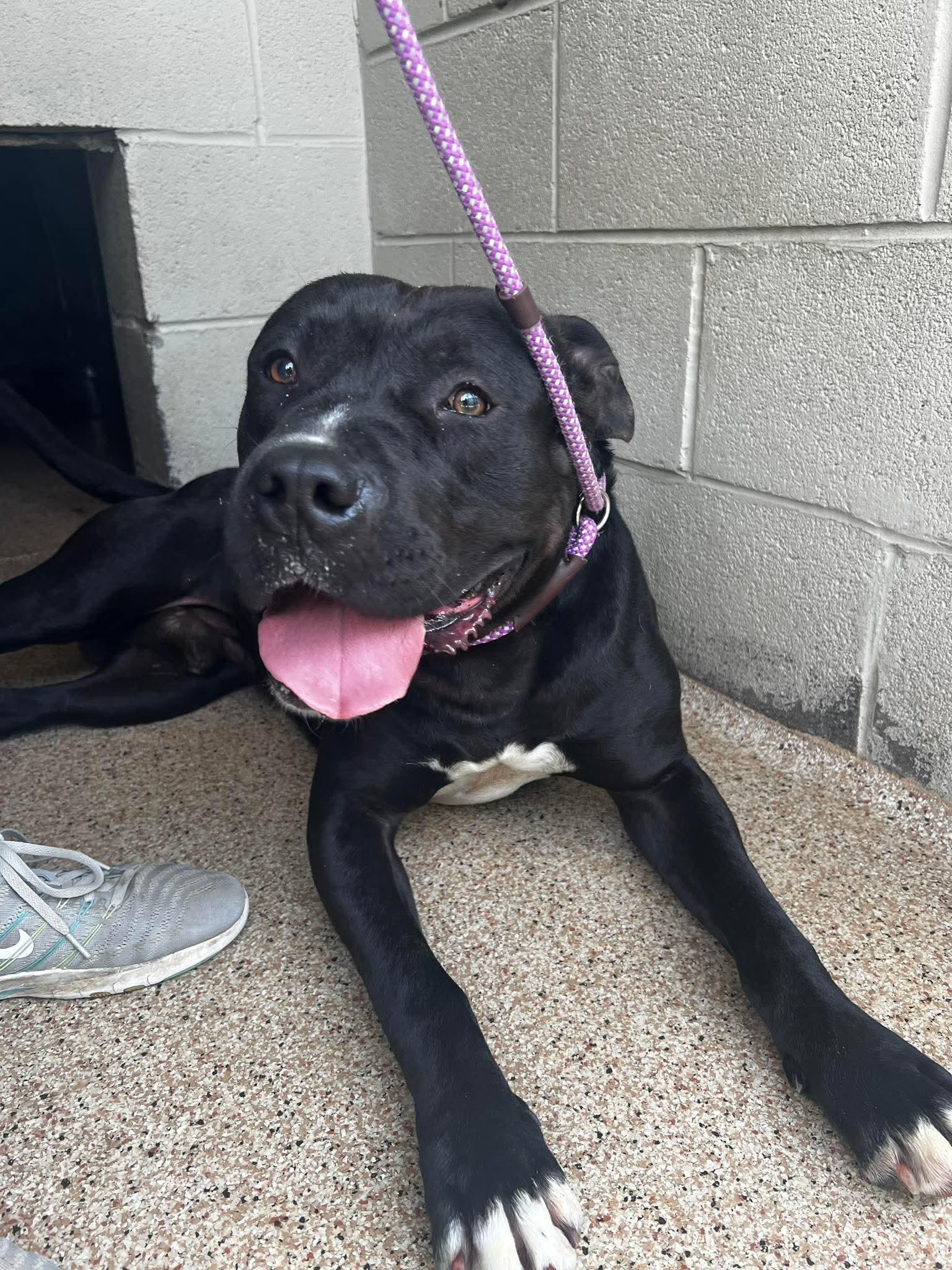 Chimichanga , an adopted mixed breed in Andersonville, TN image 2/4
