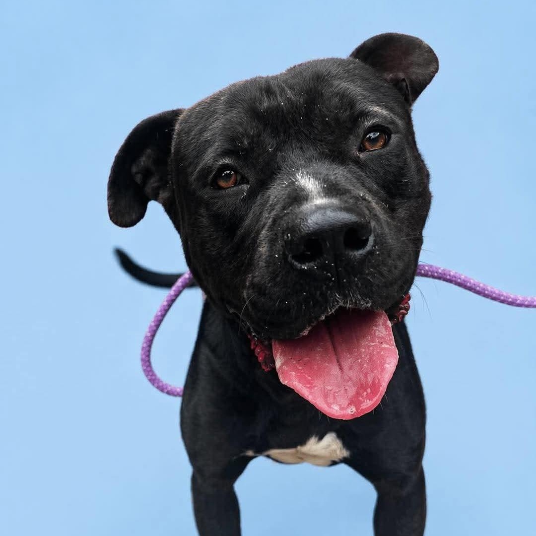 Chimichanga , adopted, Adult Male Pit Bull Terrier & Boxer.