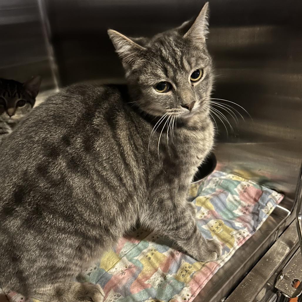 Sterling, Adoptable, Young Male Domestic Short Hair.