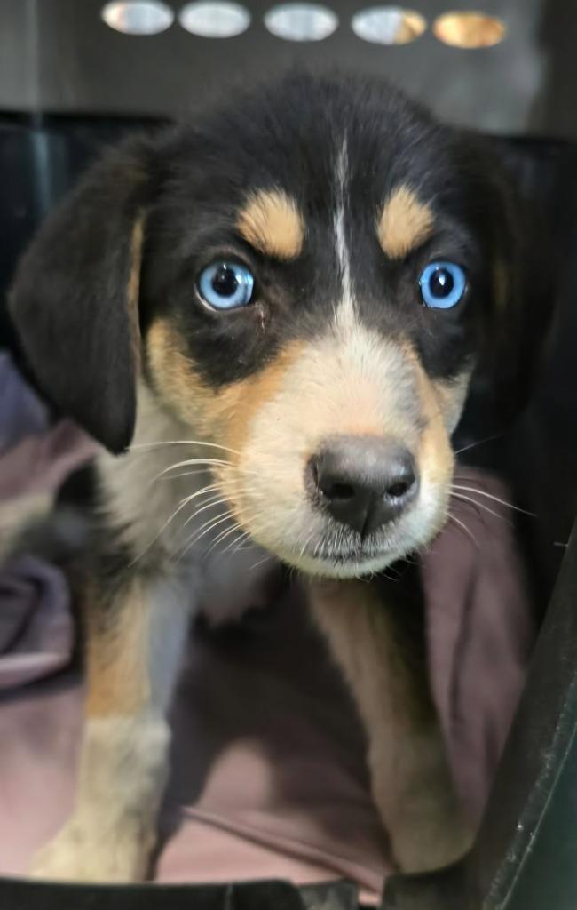 Enlarge Charlee, a Adoptable mixed breed in Fort Stockton, TX image 2/2