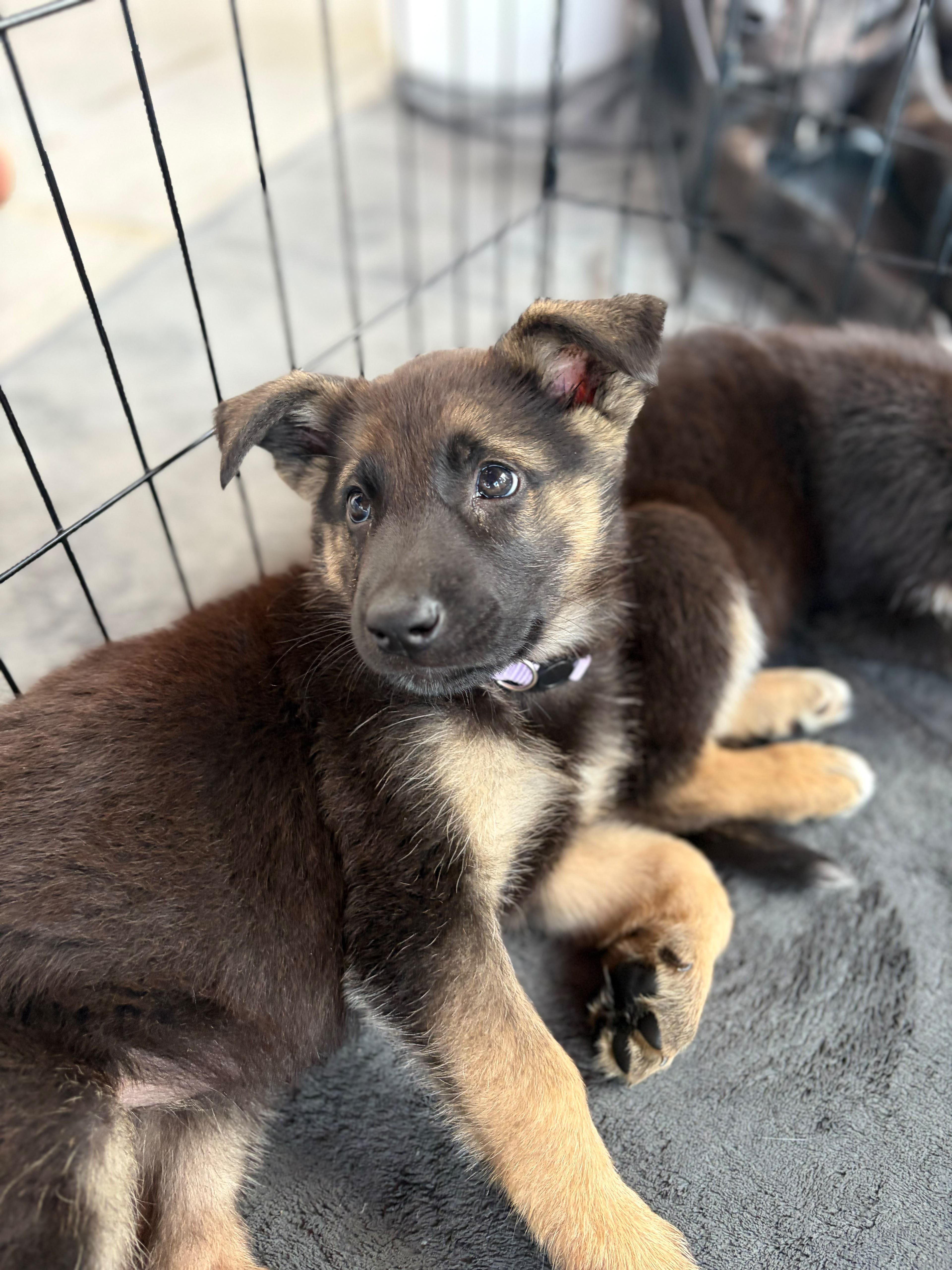 Enlarge MARIBEL, a Adoptable mixed breed in Discovery Bay, CA image 1/1