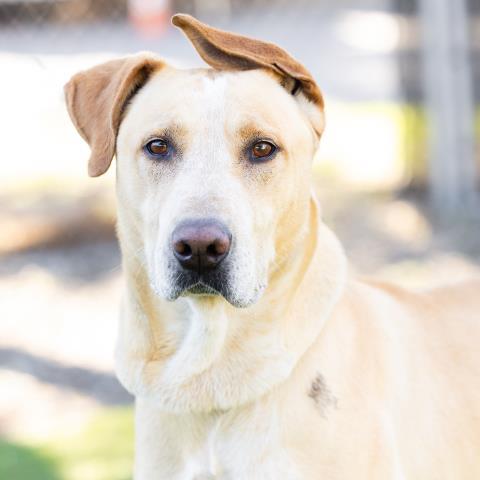 LUIGI, Adoptable, Adult Male Labrador Retriever & Mixed Breed.