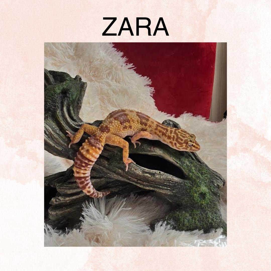 Zara, Adult Female unknown
