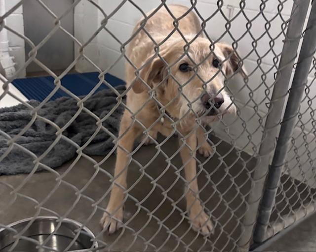 MIMI, Adoptable, Adult Female Labrador Retriever & Mixed Breed.