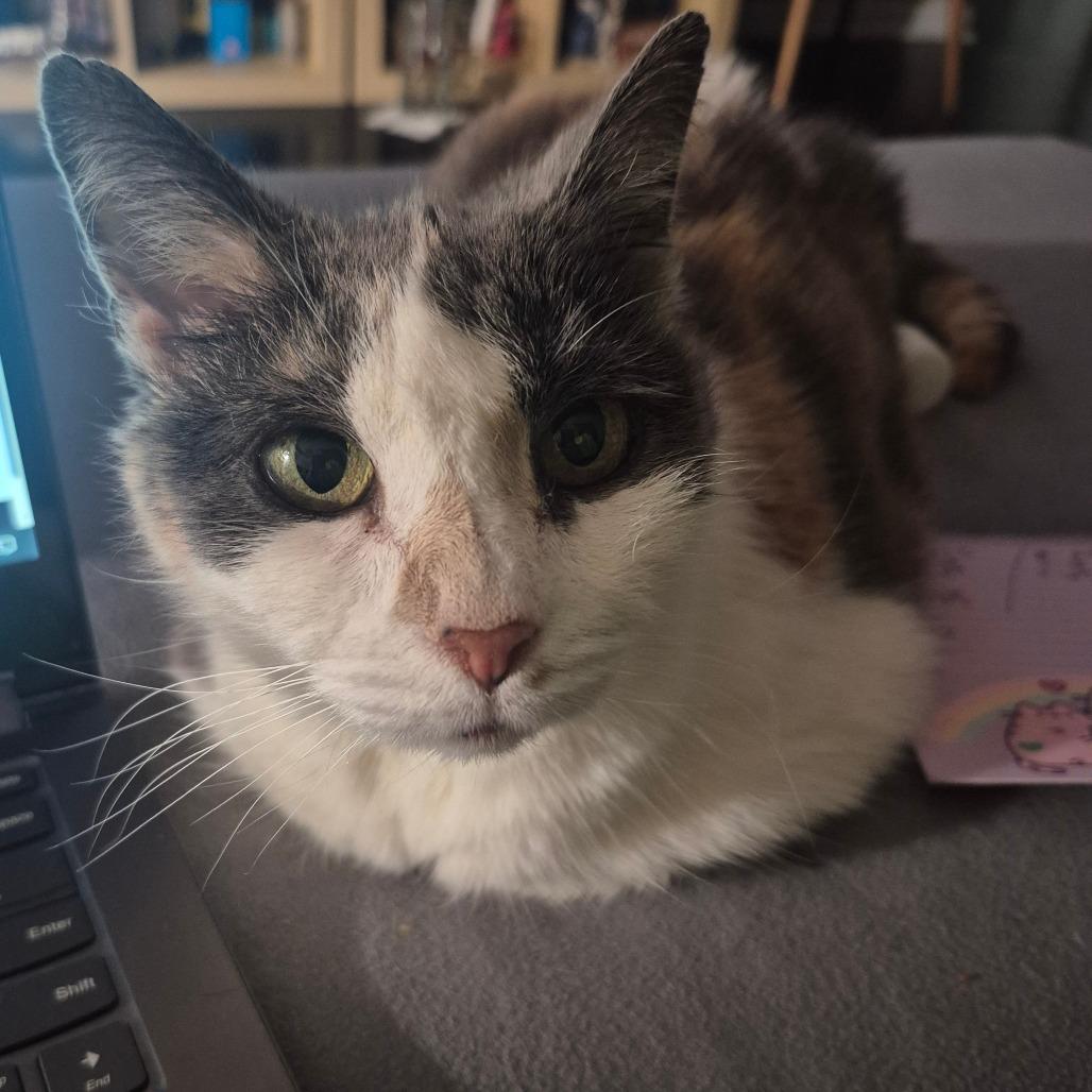 Barbara, Adoptable, Senior Female Domestic Short Hair.