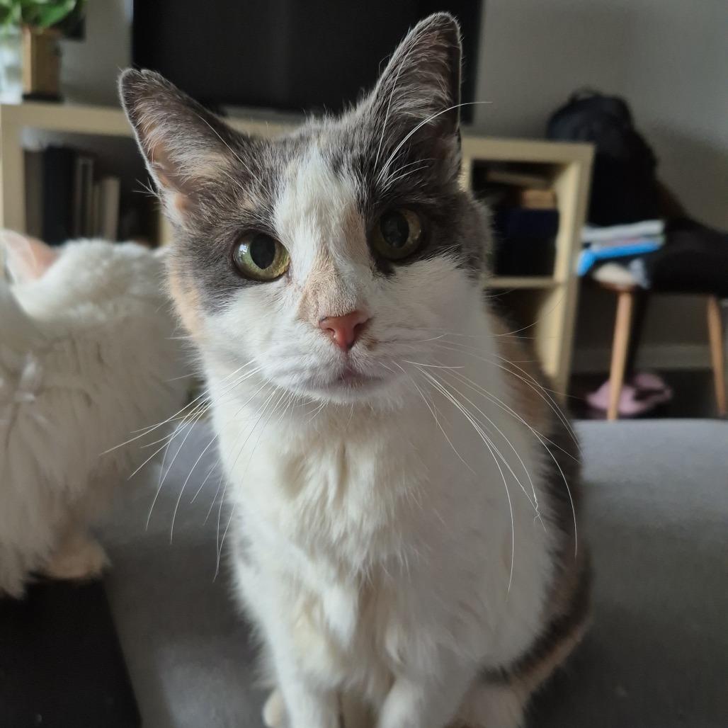 Enlarge Barbara, a Adoptable Domestic Short Hair in Silver Spring, MD image 2/6