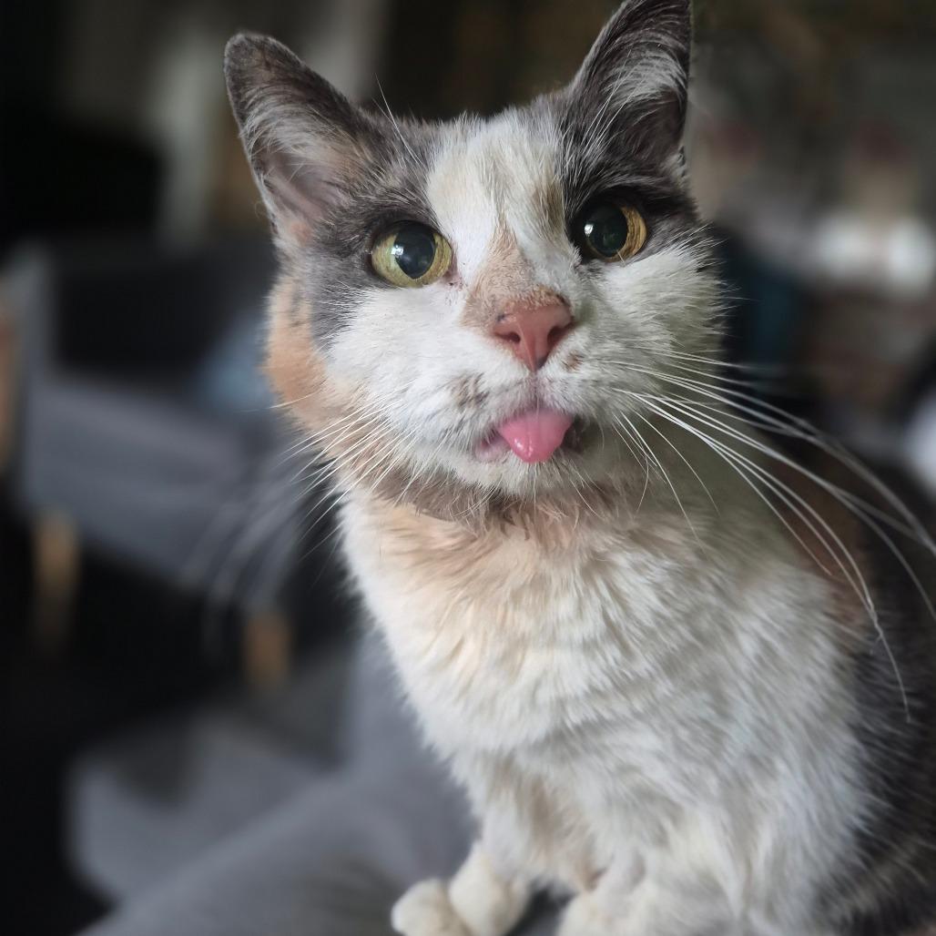 Enlarge Barbara, a Adoptable Domestic Short Hair in Silver Spring, MD image 6/6