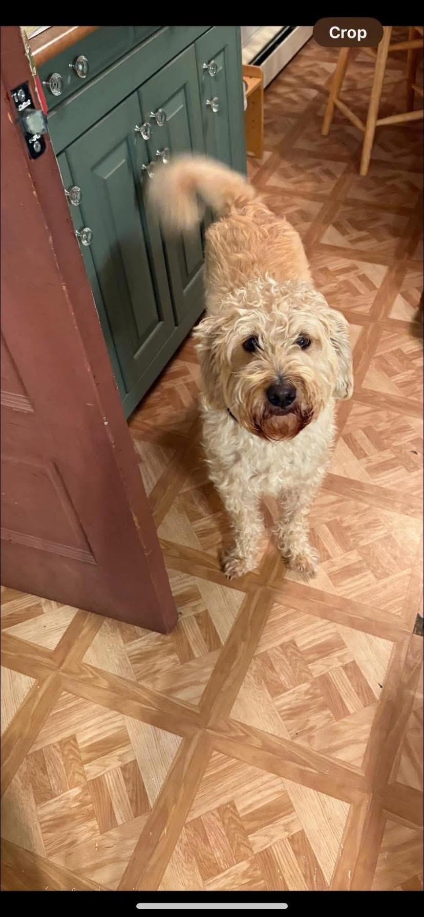 Enlarge Blazer, a Adopted Labradoodle in Milton, PA image 2/3