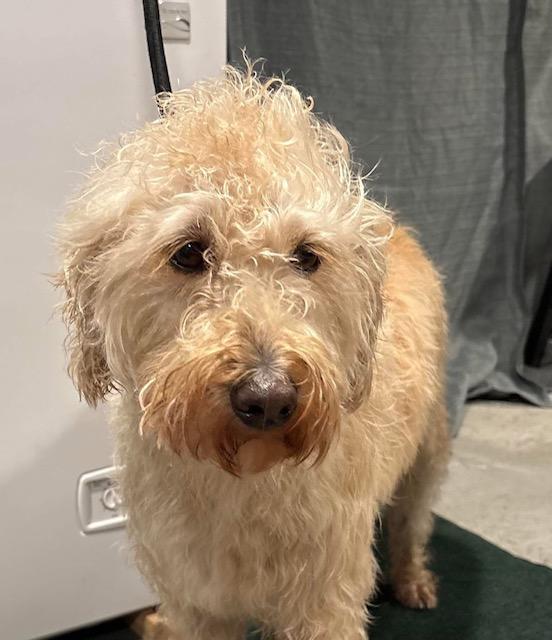 Enlarge Blazer, a Adopted Labradoodle in Milton, PA image 1/3