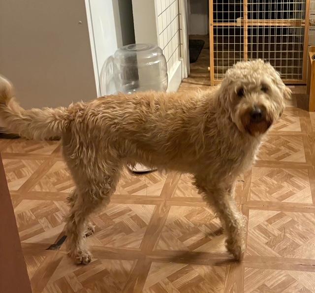 Enlarge Blazer, a Adopted Labradoodle in Milton, PA image 3/3