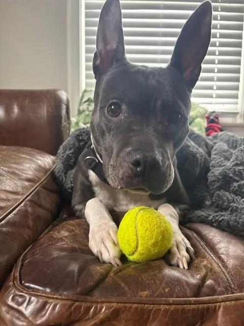 Enlarge LA LA LA, a Adoptable mixed breed in Louisville, KY image 1/1