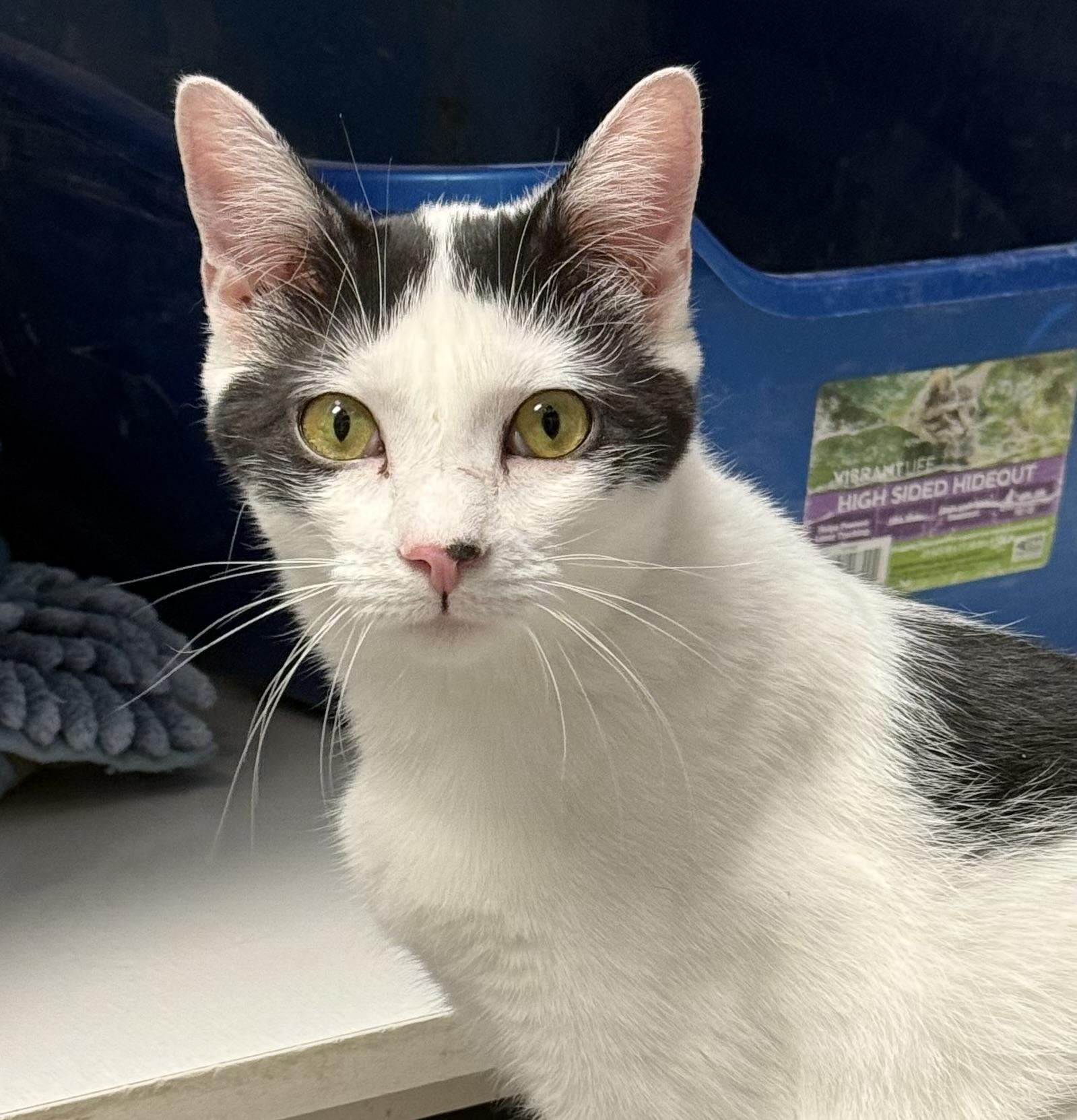 Enlarge Mina, a Adoptable Domestic Short Hair in Butler, NJ image 1/4