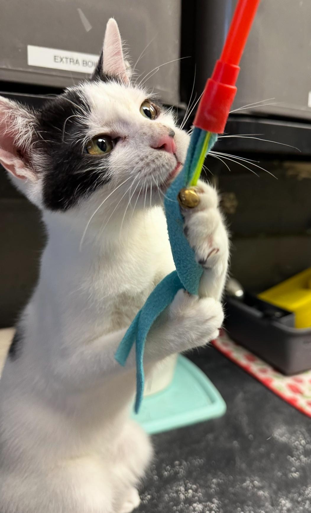 Enlarge Mina, a Adoptable Domestic Short Hair in Butler, NJ image 2/4