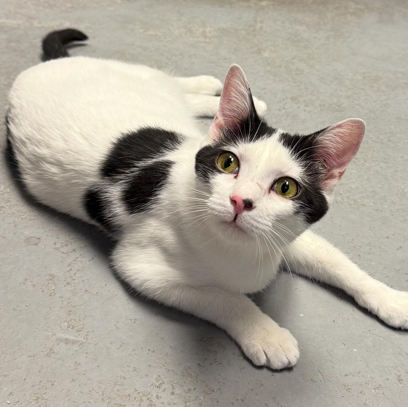 Enlarge Mina, a Adoptable Domestic Short Hair in Butler, NJ image 4/4