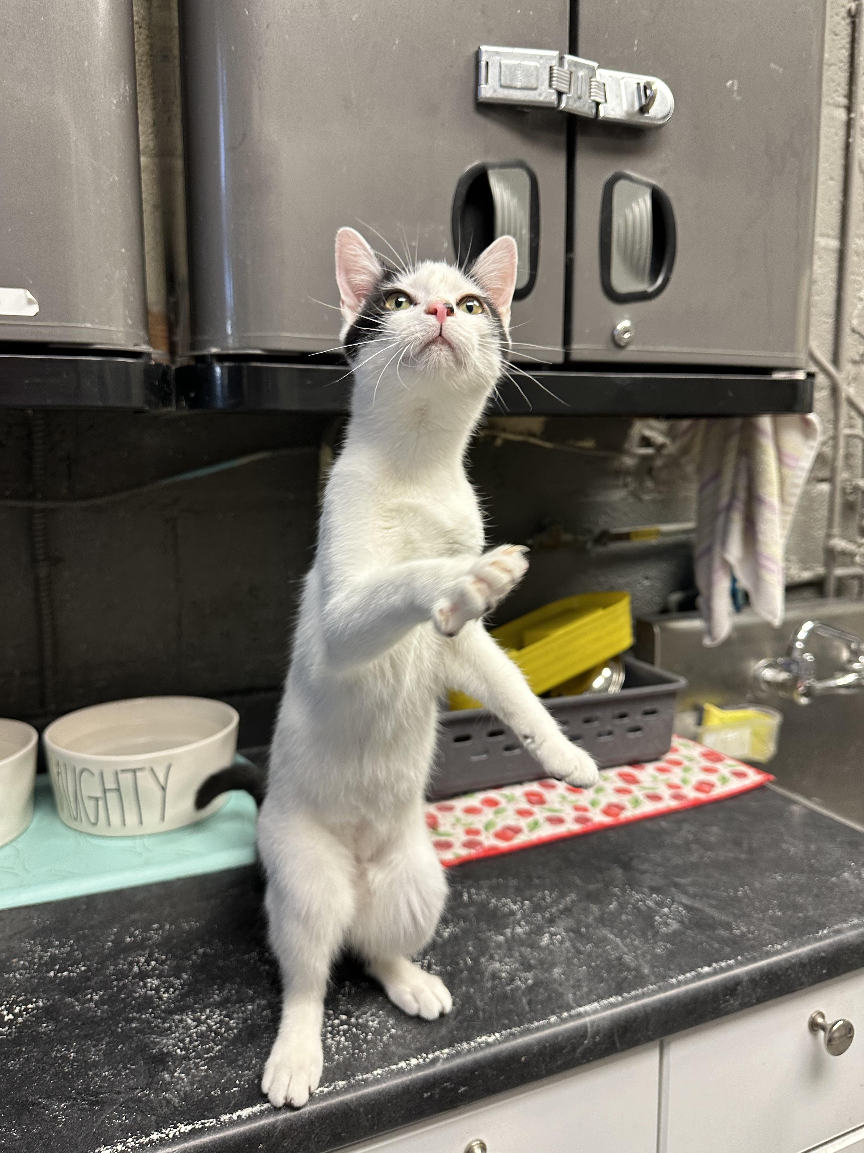 Enlarge Mina, a Adoptable Domestic Short Hair in Butler, NJ image 3/4