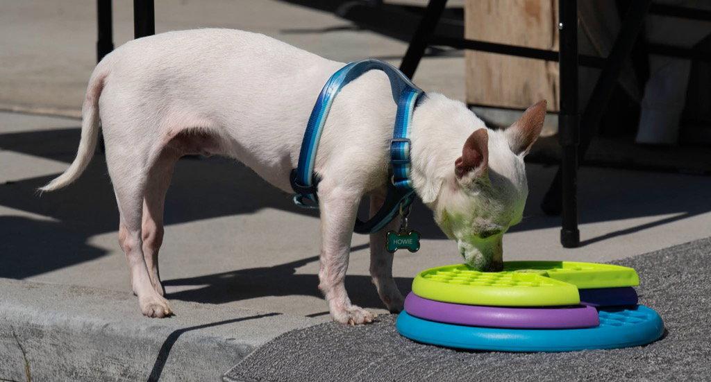 Howie, Adoptable, Adult Male Chihuahua.