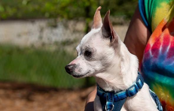 Enlarge Howie, a Adoptable Chihuahua in Ellijay, GA image 2/3