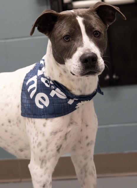 Sprinkles, ADOPTABLE, Adult Female Pit Bull Terrier & Pointer.