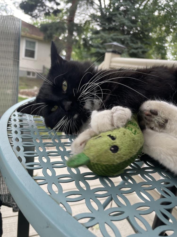 Frank, Adoptable, Adult Male Domestic Short Hair.