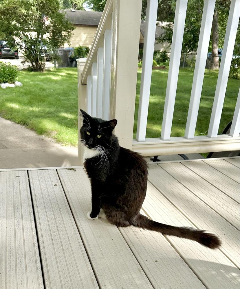 Frank, a Adoptable Domestic Short Hair in Plymouth, MN image 2/6