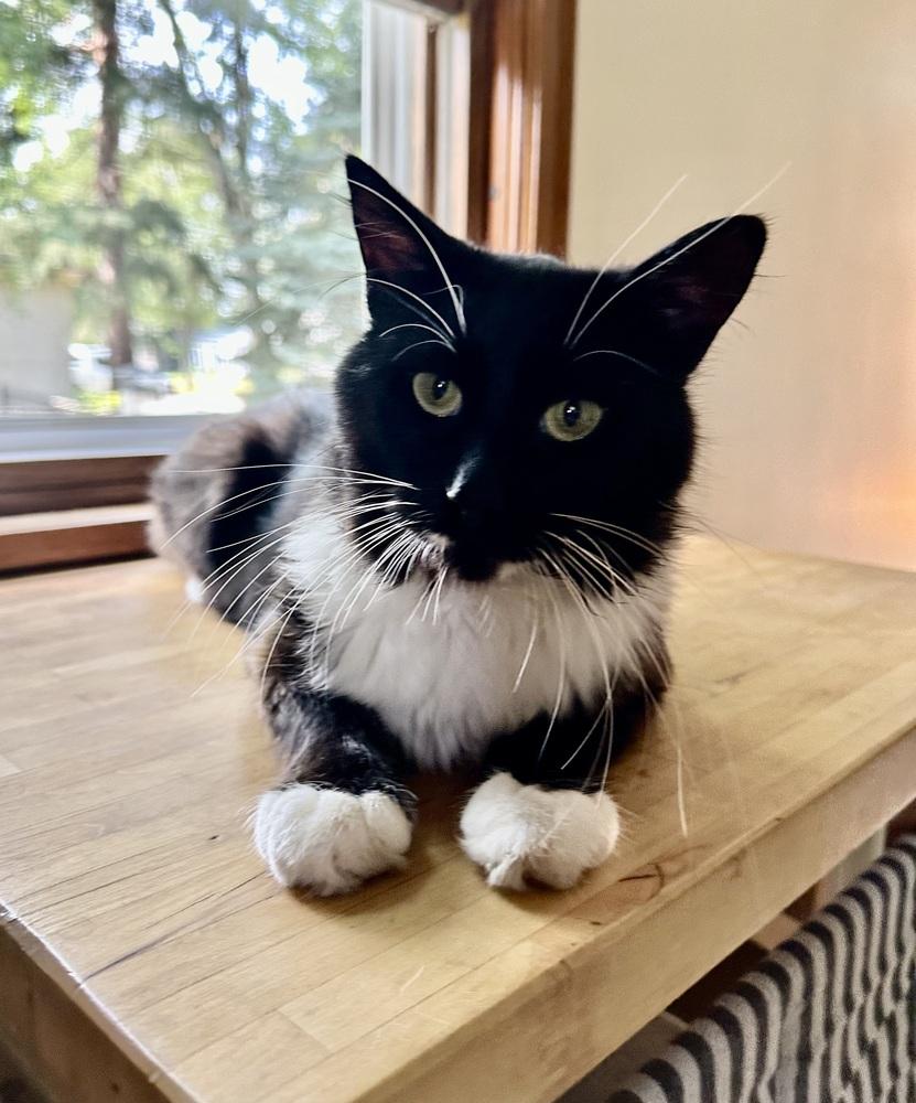 Frank, a Adoptable Domestic Short Hair in Plymouth, MN image 3/6