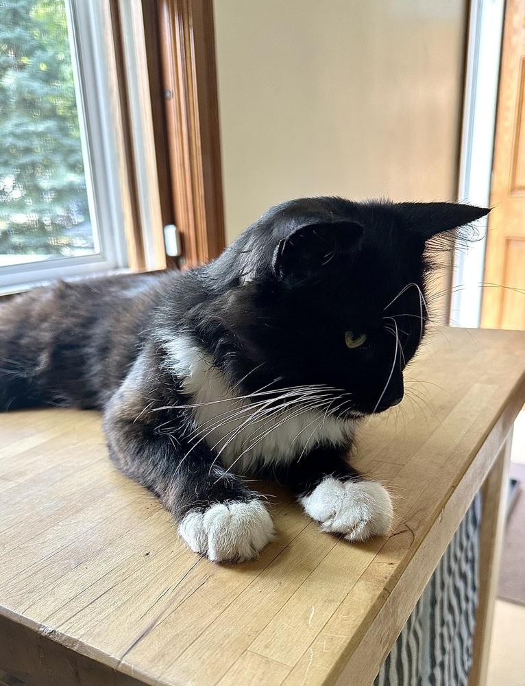 Frank, a Adoptable Domestic Short Hair in Plymouth, MN image 4/6