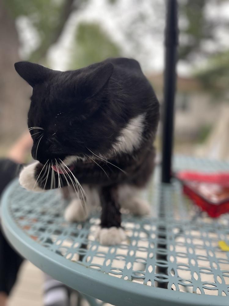 Frank, a Adoptable Domestic Short Hair in Plymouth, MN image 5/6