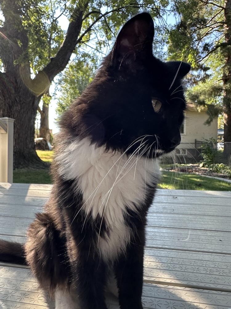 Frank, a Adoptable Domestic Short Hair in Plymouth, MN image 6/6