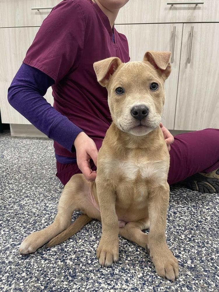 Enlarge Troy, a Adoptable mixed breed in Bemidji, MN image 1/2